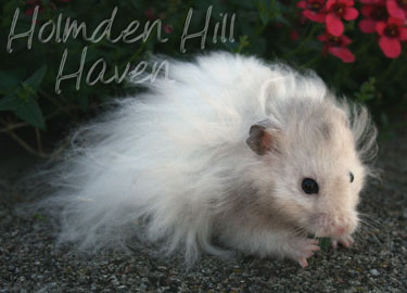 Silver Fox- Silver Pearl Umbrous Banded Longhaired